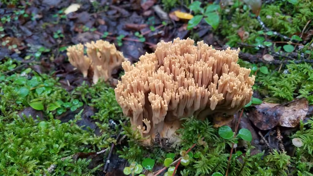 Ramaria testaceoflava, photo 1 sur 5