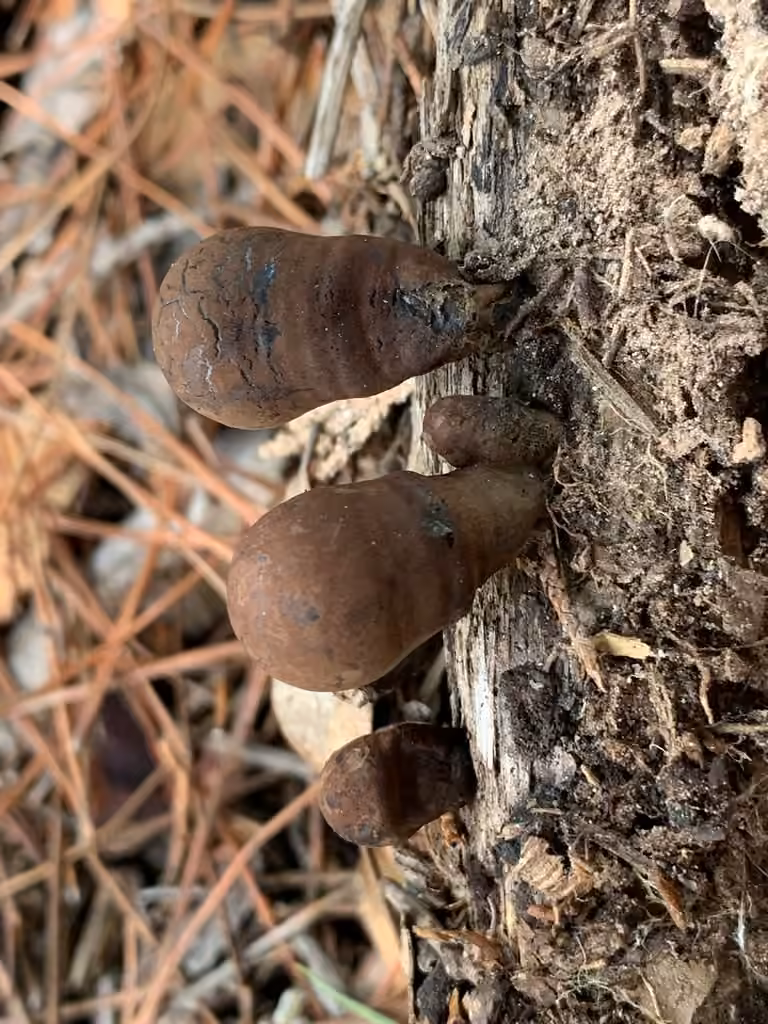 Daldinia vernicosa Group