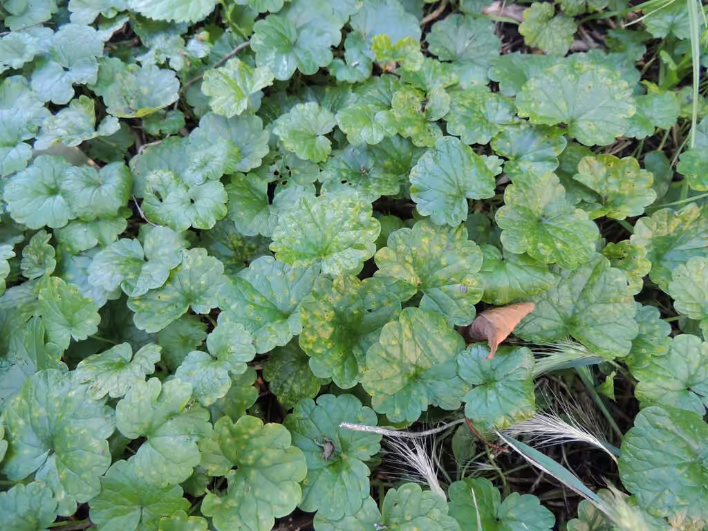Ground Ivy Rust, photo 2 sur 5