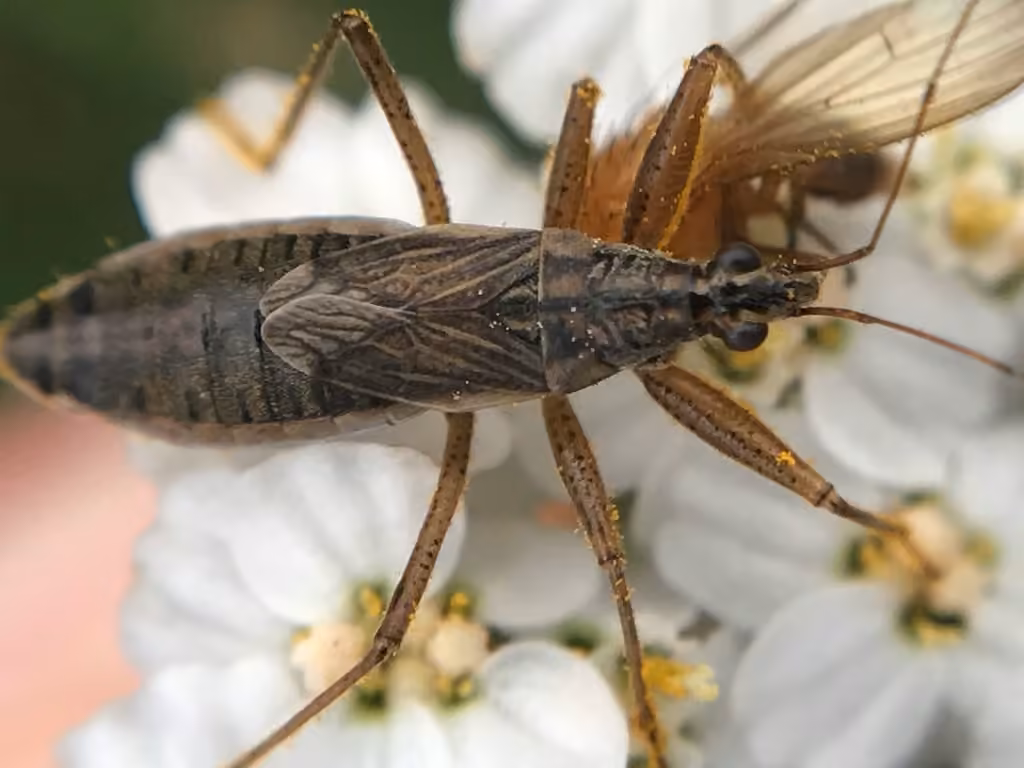 Broad Damsel Bug