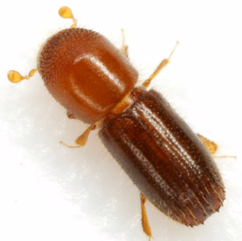 Keyhole Ambrosia Beetle, photo 1 of 5
