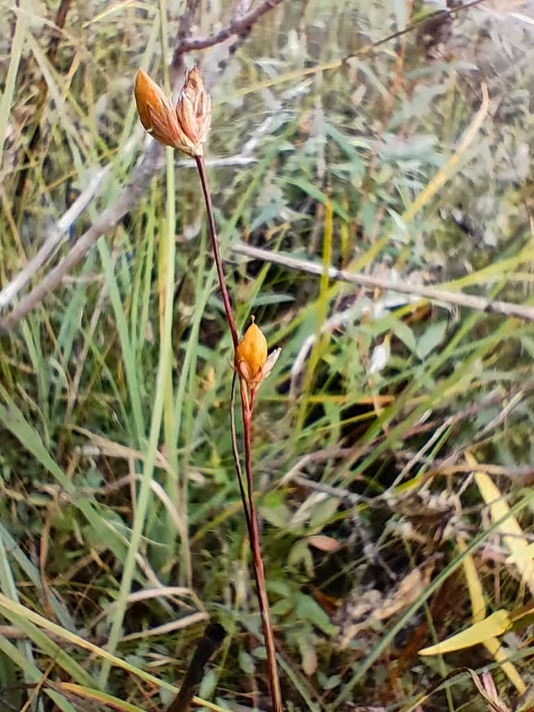 Moor rush, In fruit