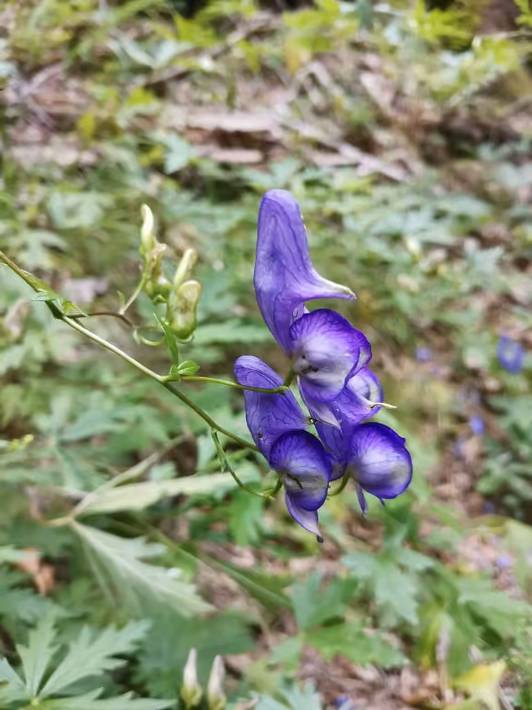 Aconit panaché, En fleurs