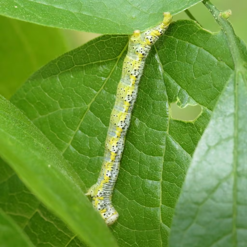 Pale-veined Isturgia, photo 2 of 5