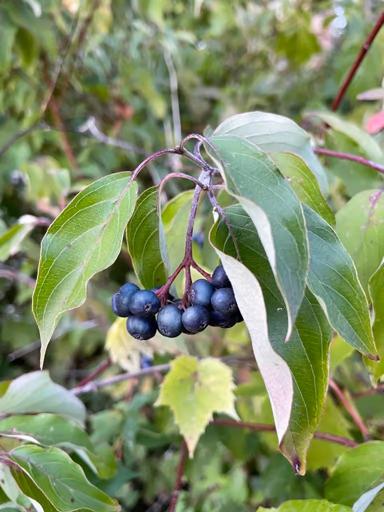 Silky dogwood, In fruit