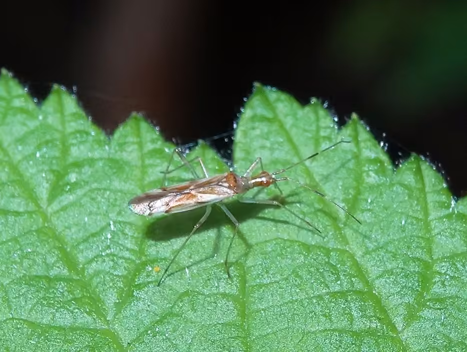 Dicyphus famelicus, Adult