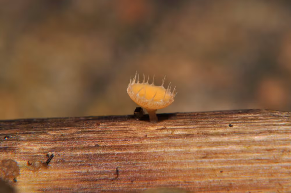 Cyathicula coronata, photo 1 of 5