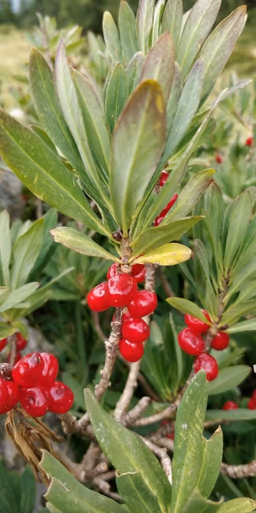 Mezereon, In fruit