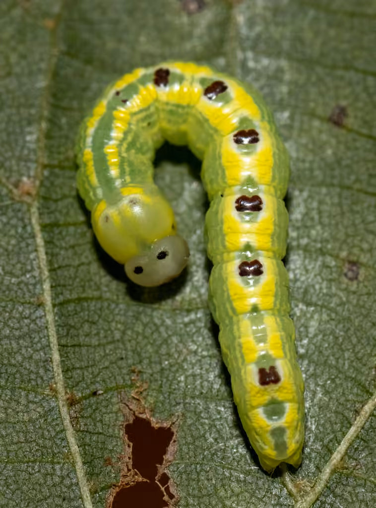 Linden Prominent, Caterpillar