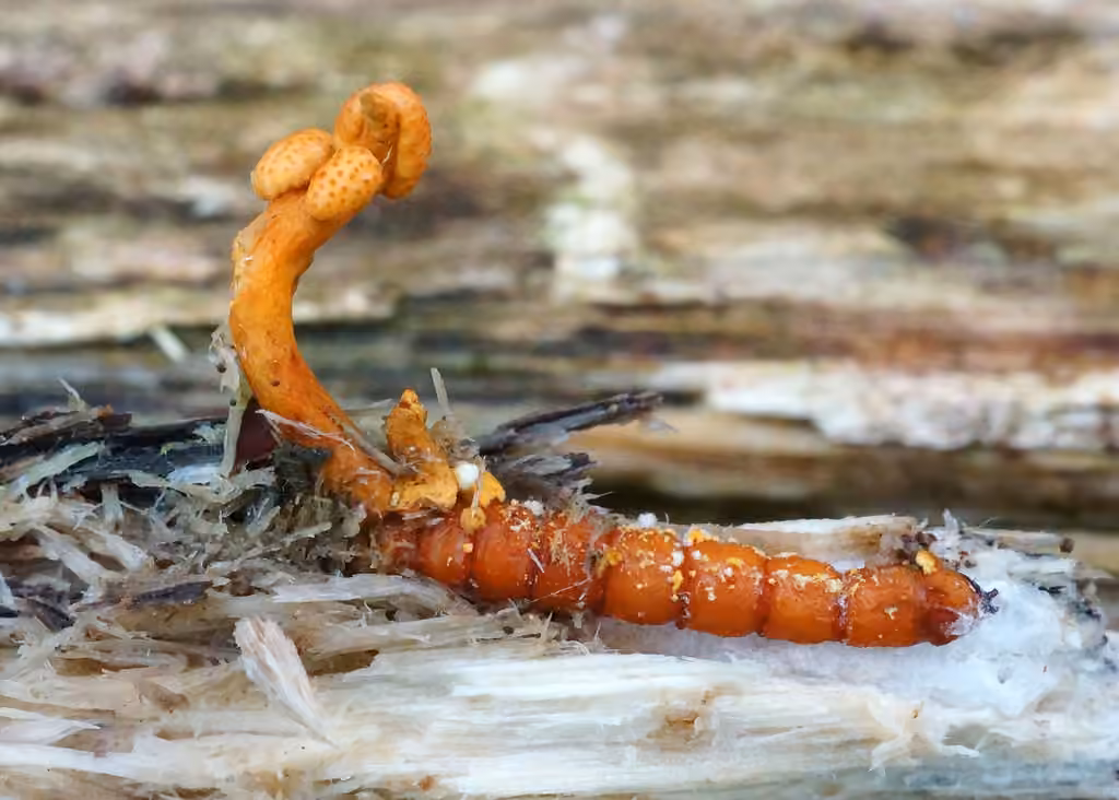 Cordyceps variable