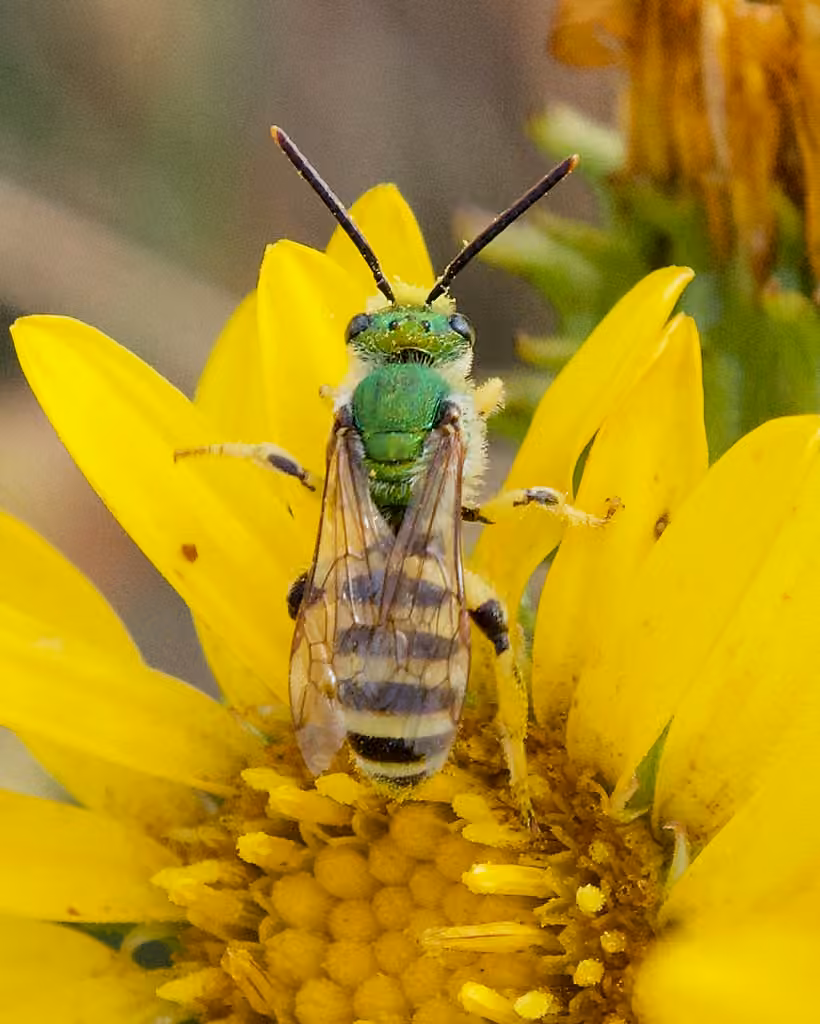 Fine striped sweat bee, Mâle