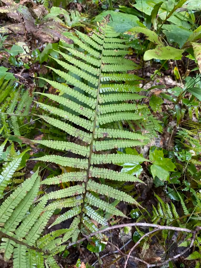 Athyrie fausse-thélyptère, photo 3 sur 5