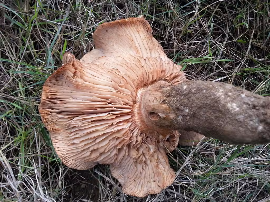 Tricholome brûlé, photo 2 sur 5