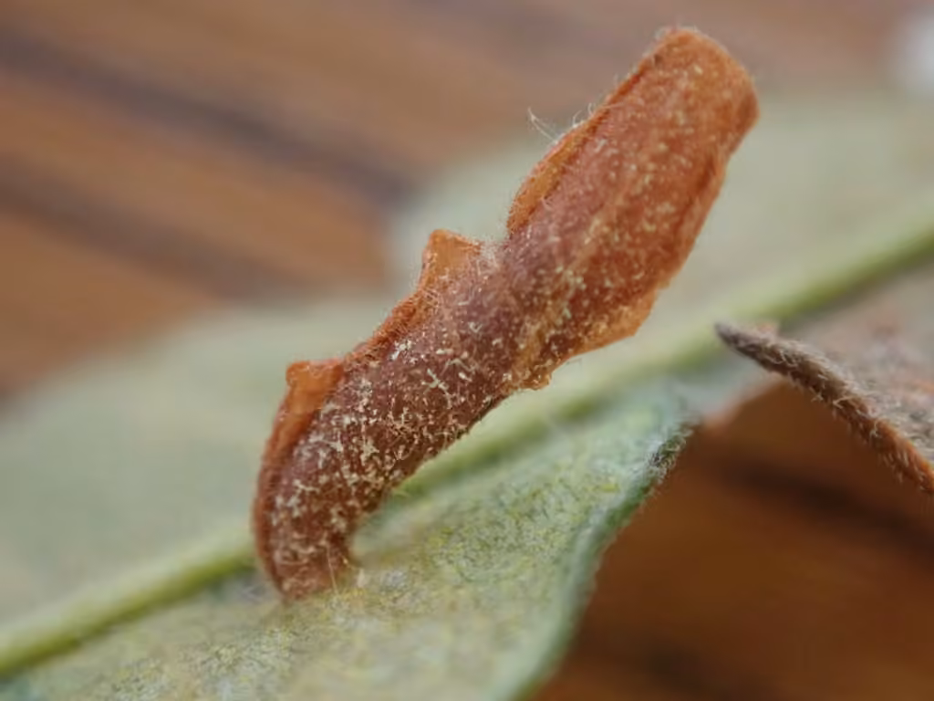 Birch Casebearer Moth, Chenille