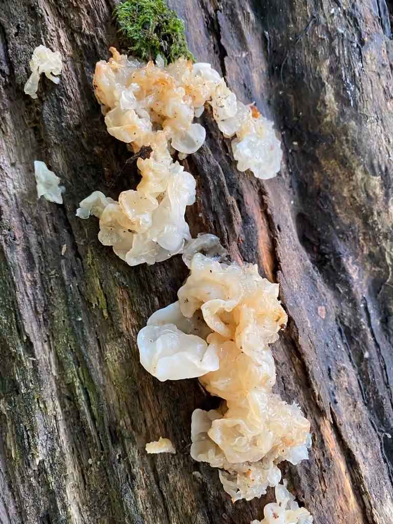 white jelly fungus, photo 3 sur 5