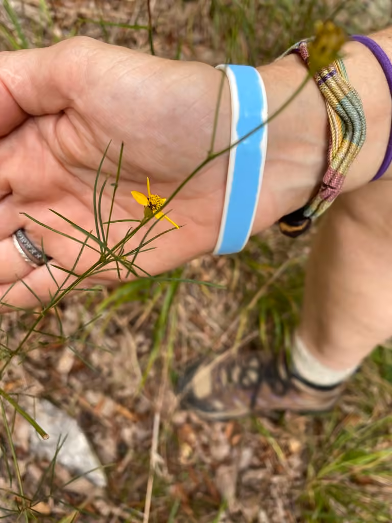 Whorled tickseed, photo 3 of 5