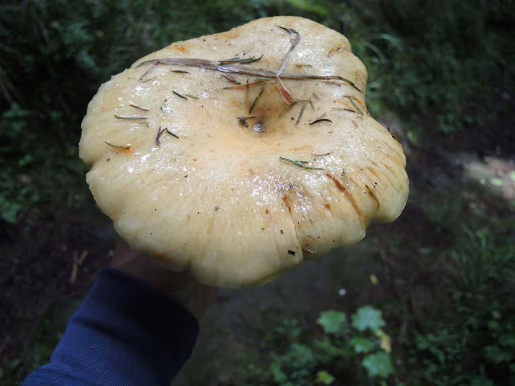 Lactaire à fossettes, photo 2 sur 5