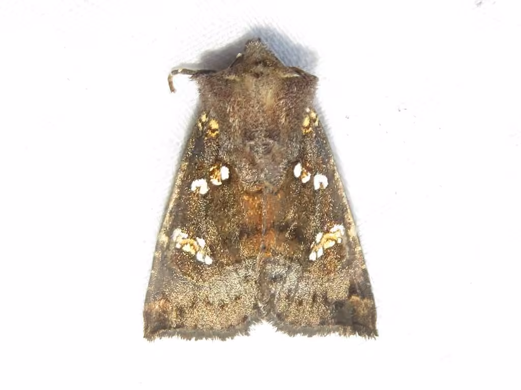 Meadow Rue Borer Moth, photo 2 of 5