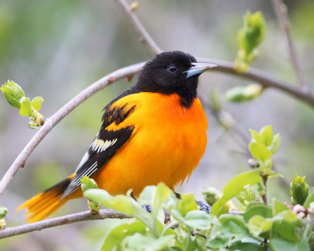 Oriole de Baltimore