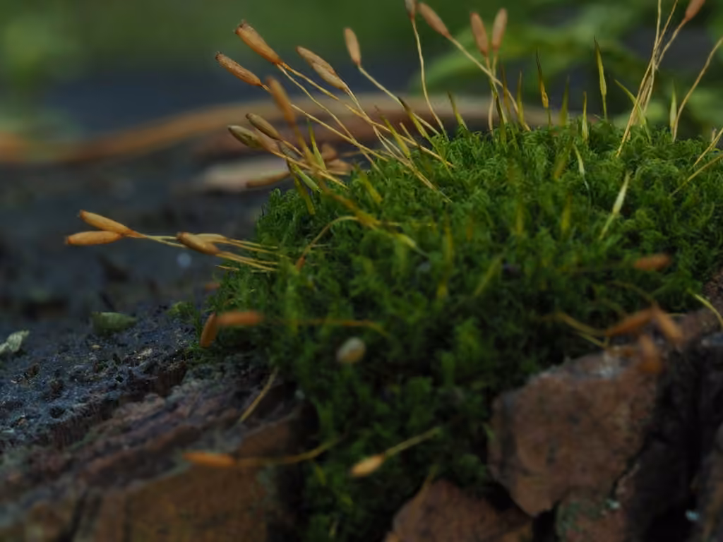Common Pincushion, photo 2 of 5
