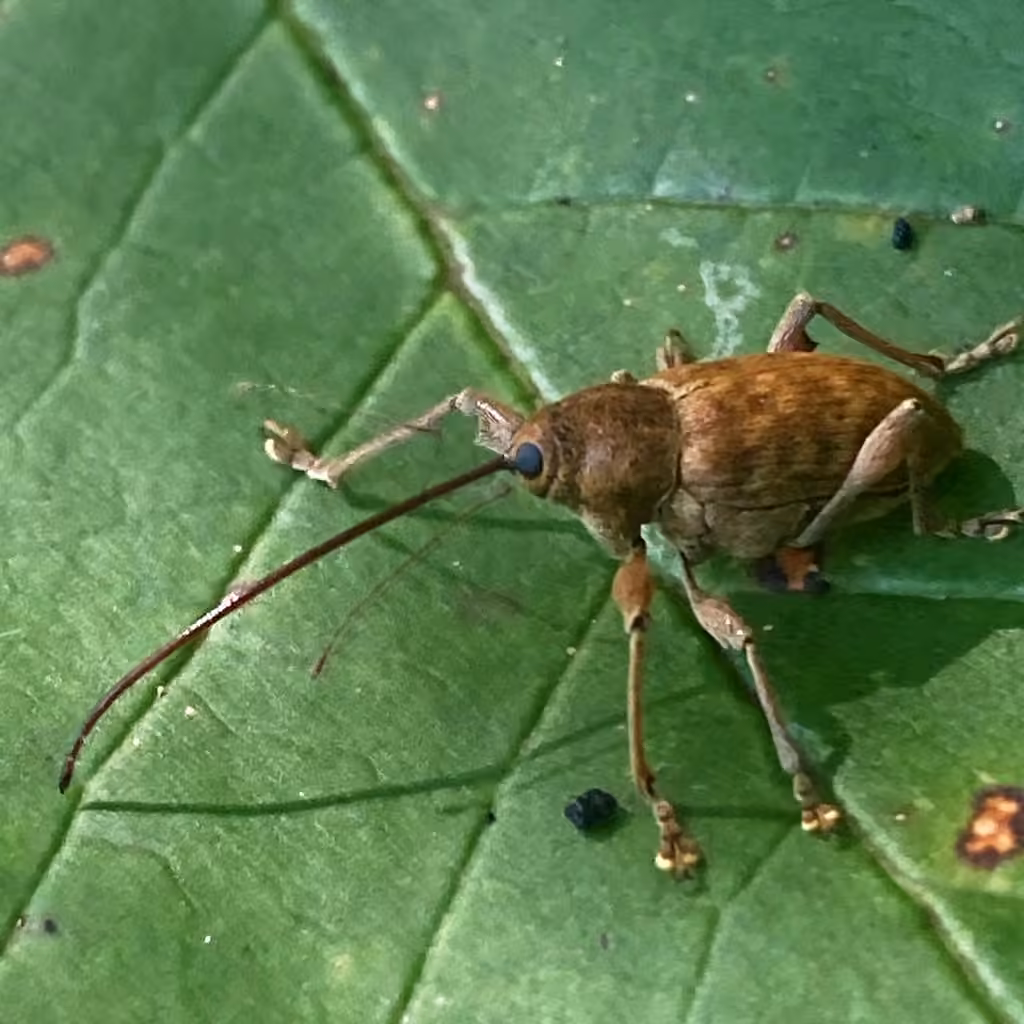Large chestnut weevil, photo 3 of 5