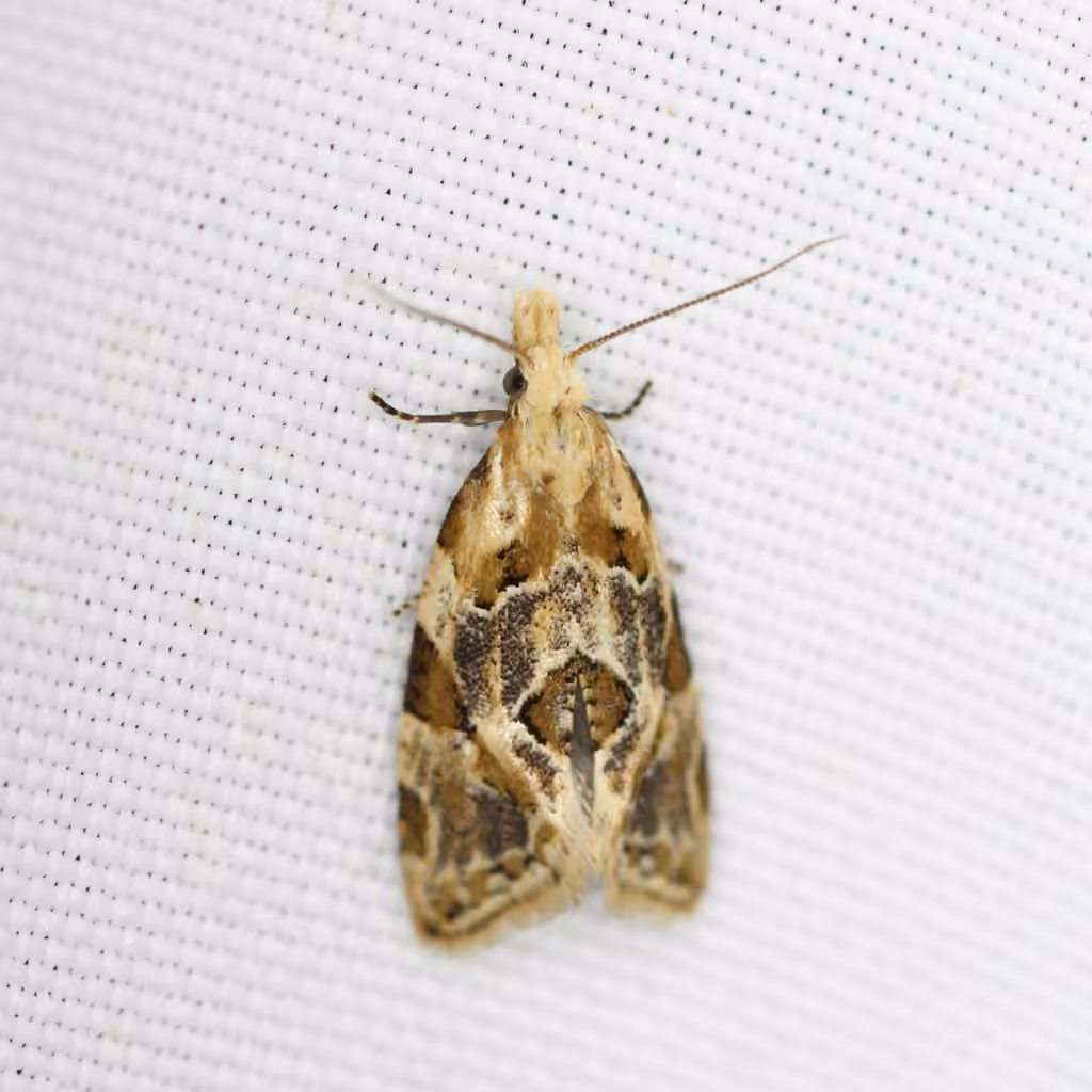 Angular Aethes Moth, Adulte