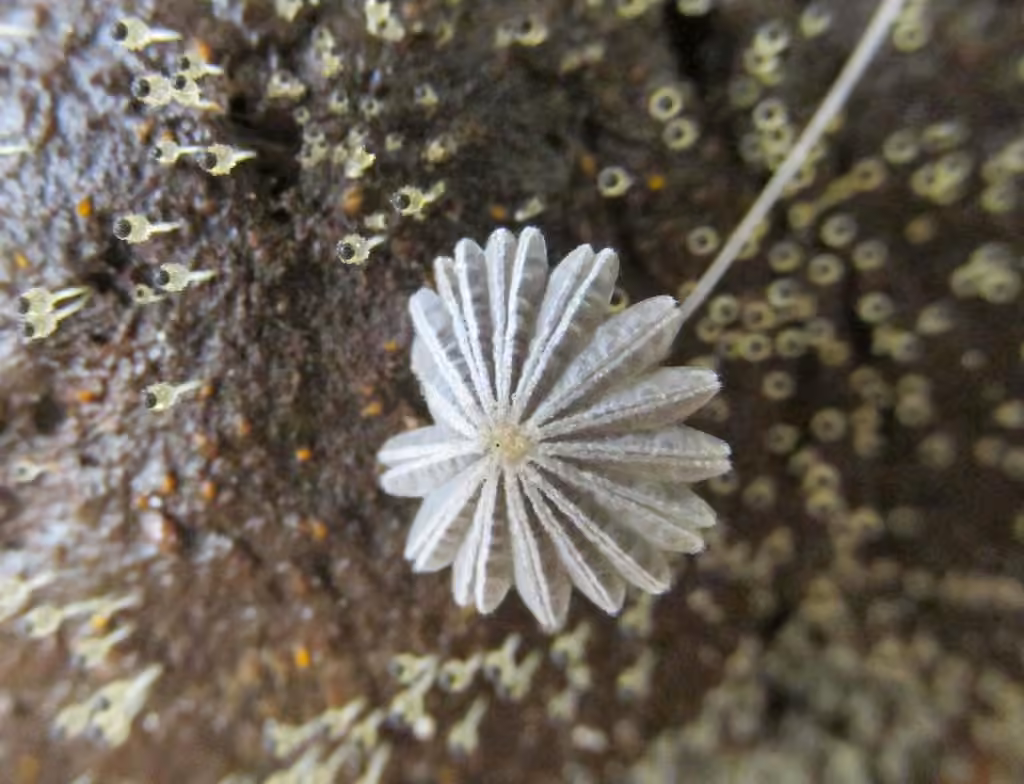 Coprinellus heptemerus, photo 3 sur 5