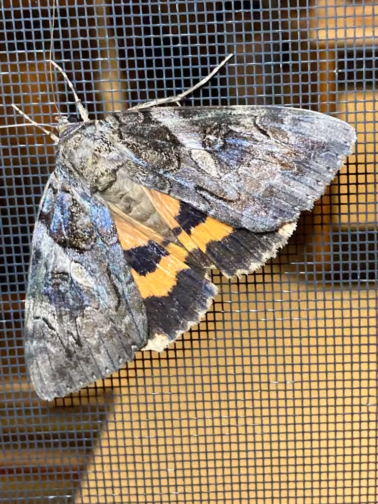 Penitent Underwing, photo 3 sur 5