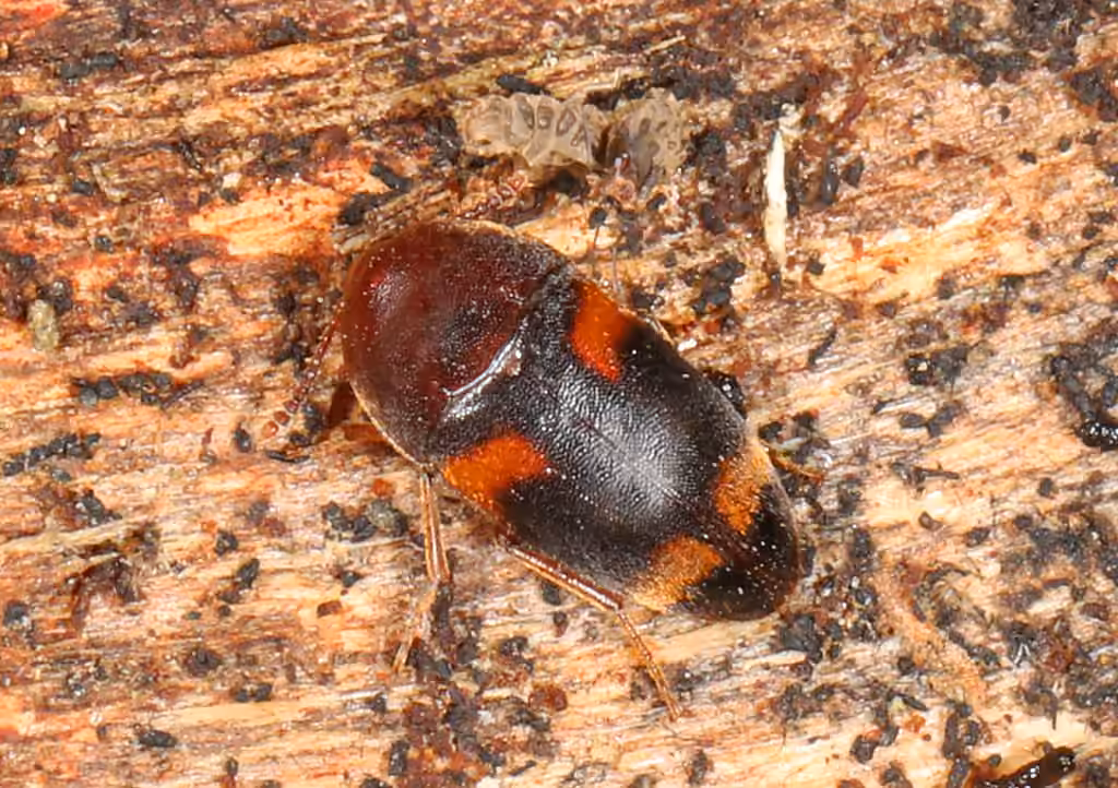 Two-banded Polypore Fungus Beetle, photo 3 of 5