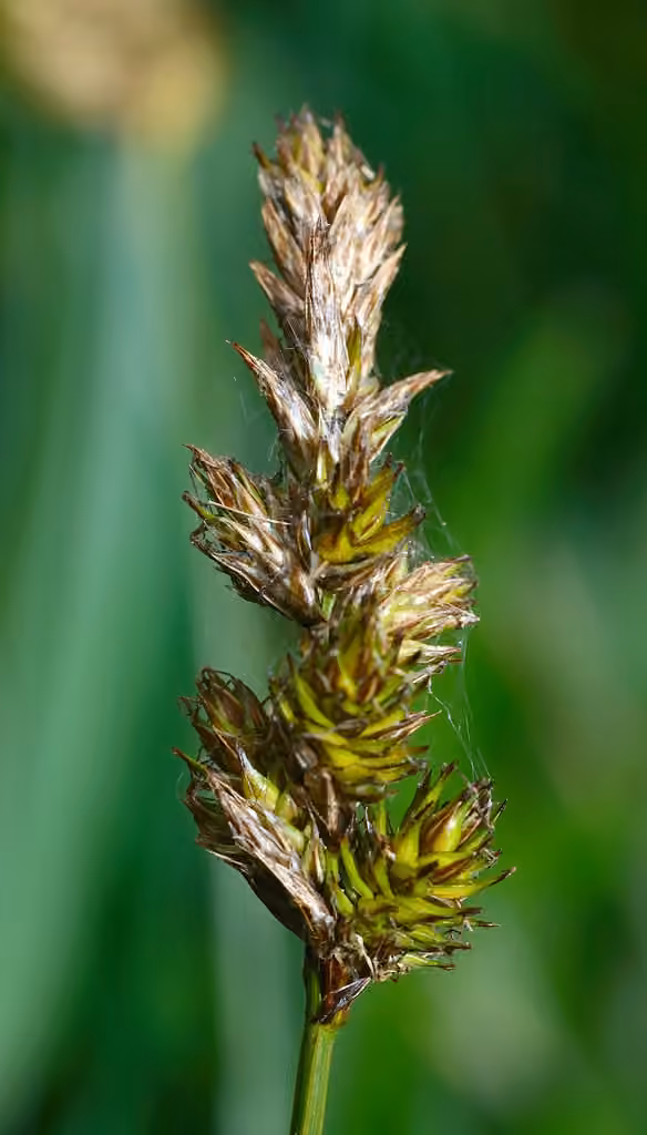 Carex distique, photo 1 sur 3