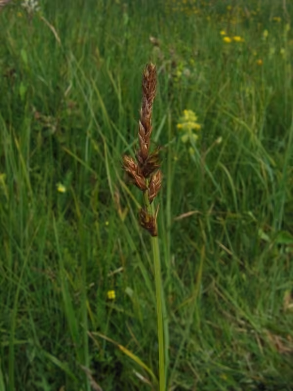 Carex distique, photo 2 sur 3