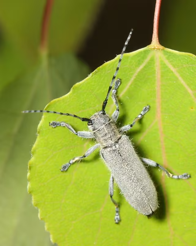 Poplar-gall Saperda, Adult