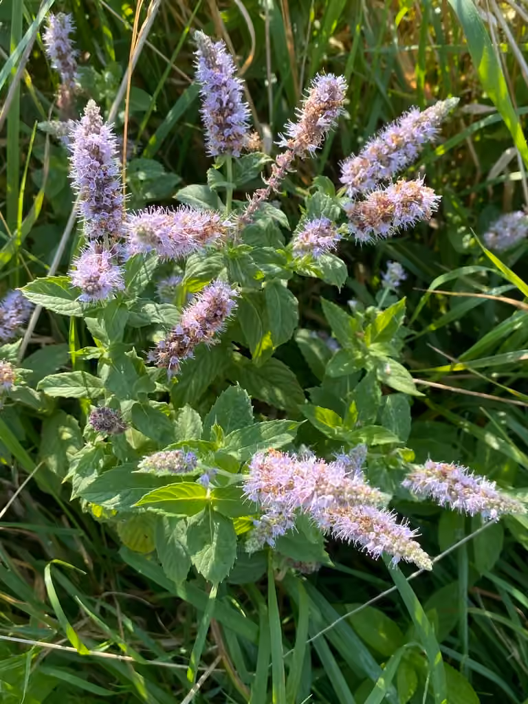 Menthe à épis, photo 1 sur 5