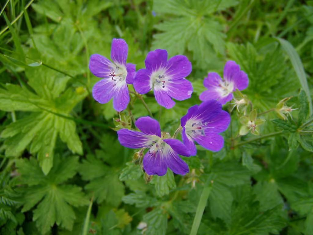Géranium des bois, En fleurs