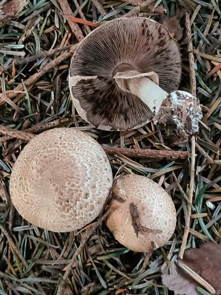 Blushing Wood Mushroom, photo 3 of 5
