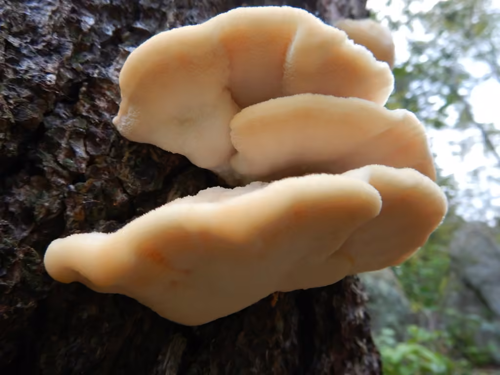 Polypore boréal