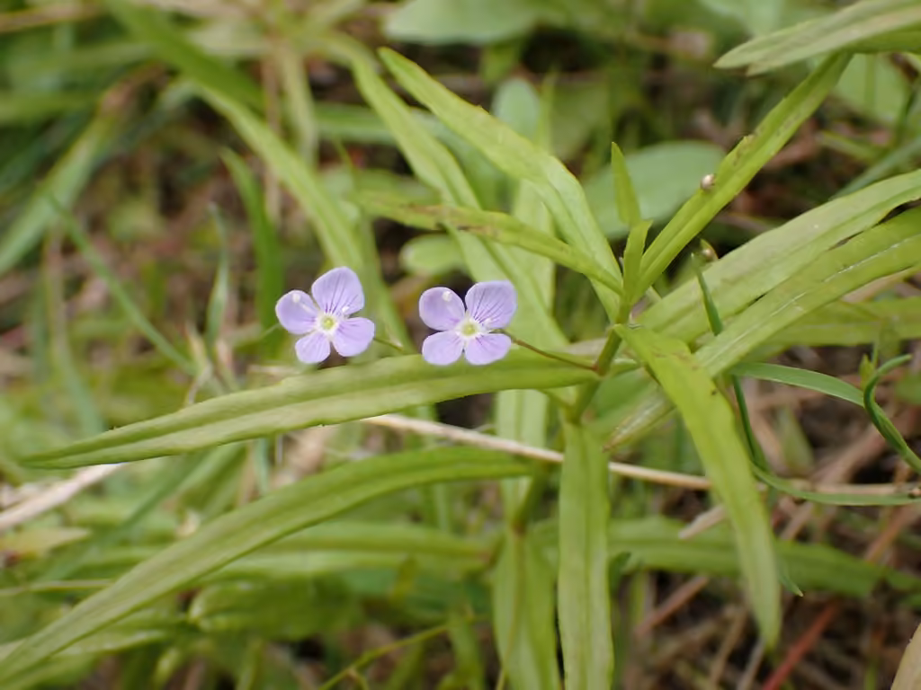 Marsh speedwell