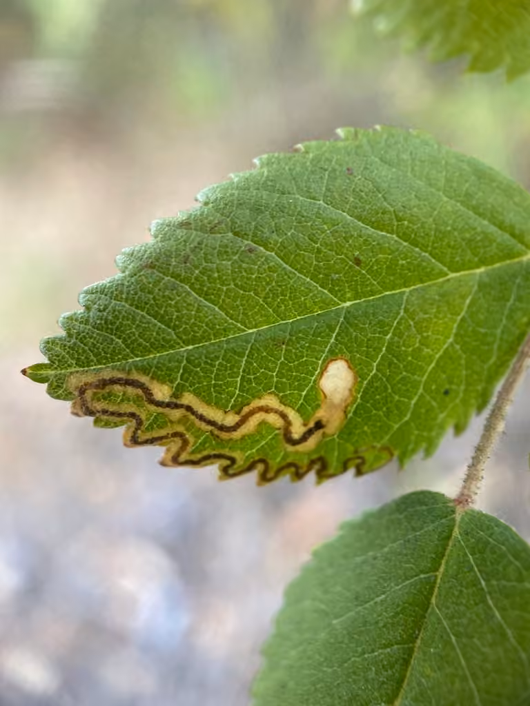 Narrow-barred Pigmy, Mine