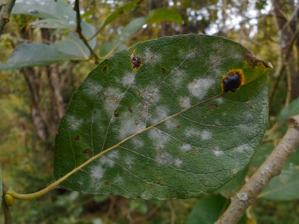 Sallow mildew, photo 3 of 5