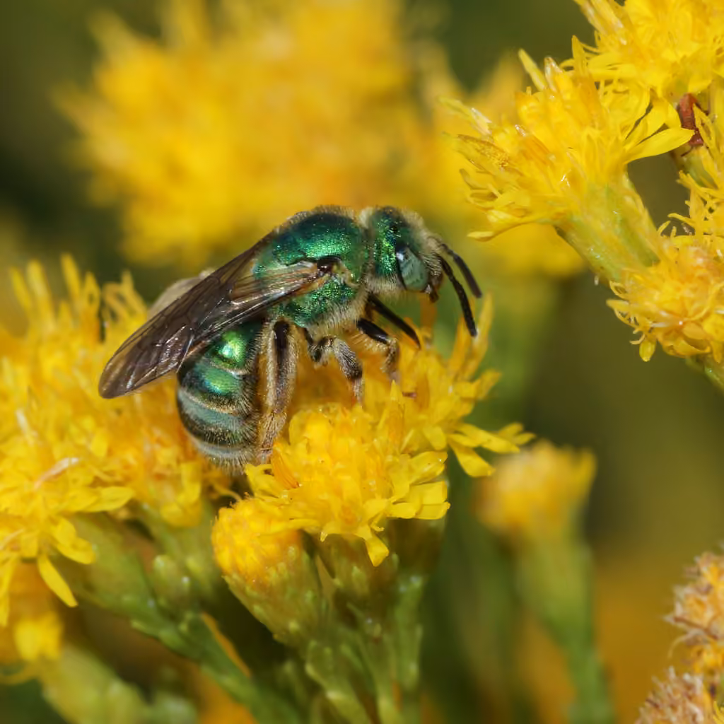 Fine striped sweat bee, Femelle