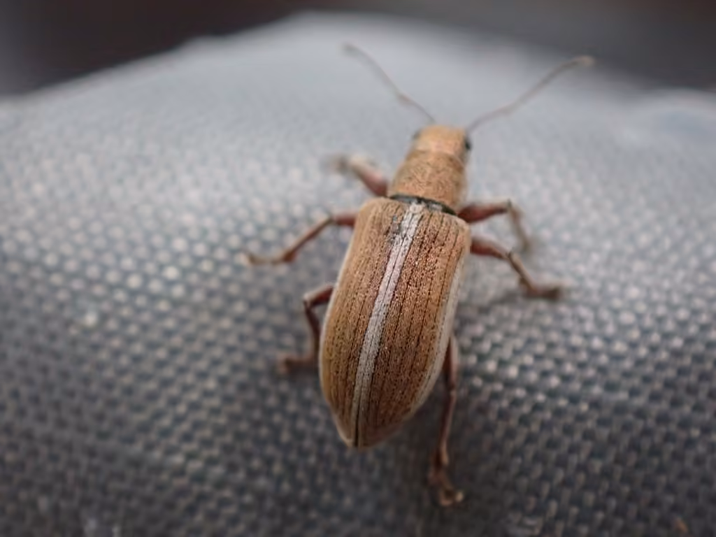 Weevil, photo 2 of 5