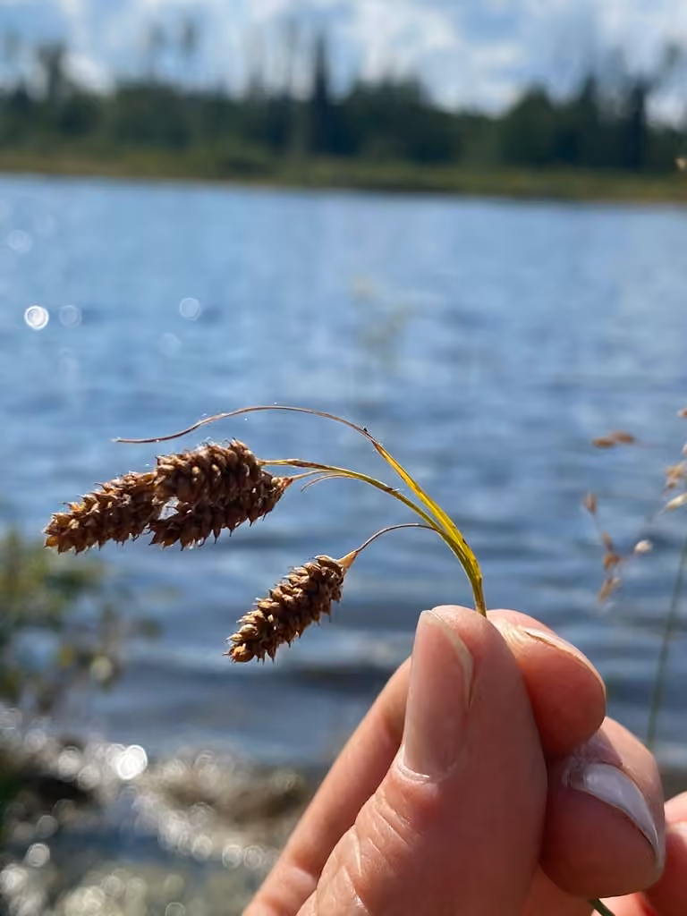 Black sedge, In fruit