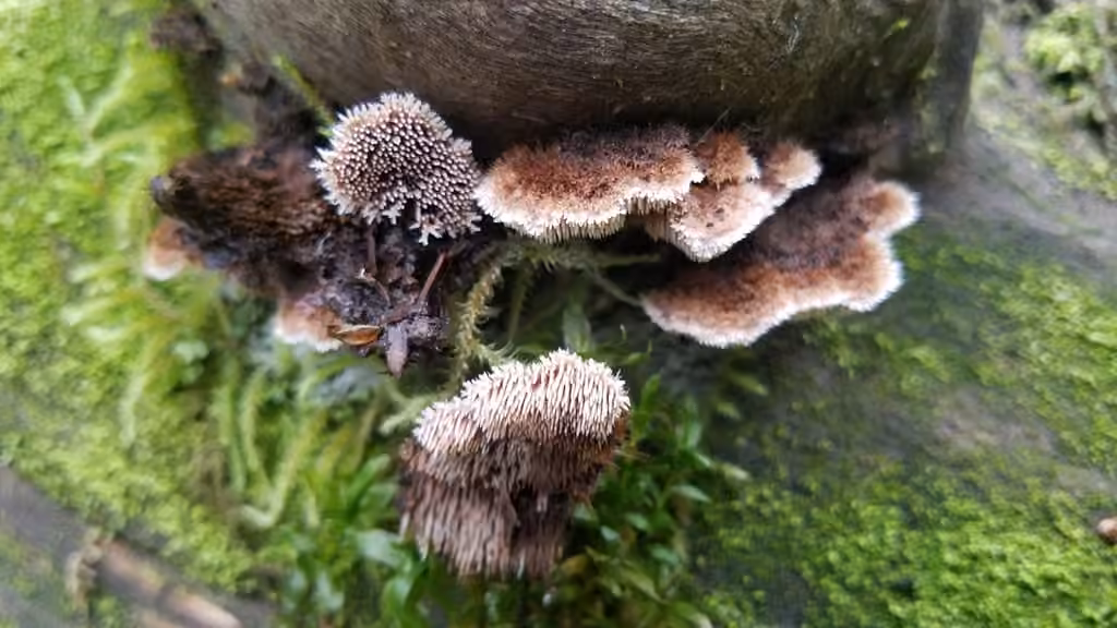 Gloiodon strigosus, photo 3 sur 5