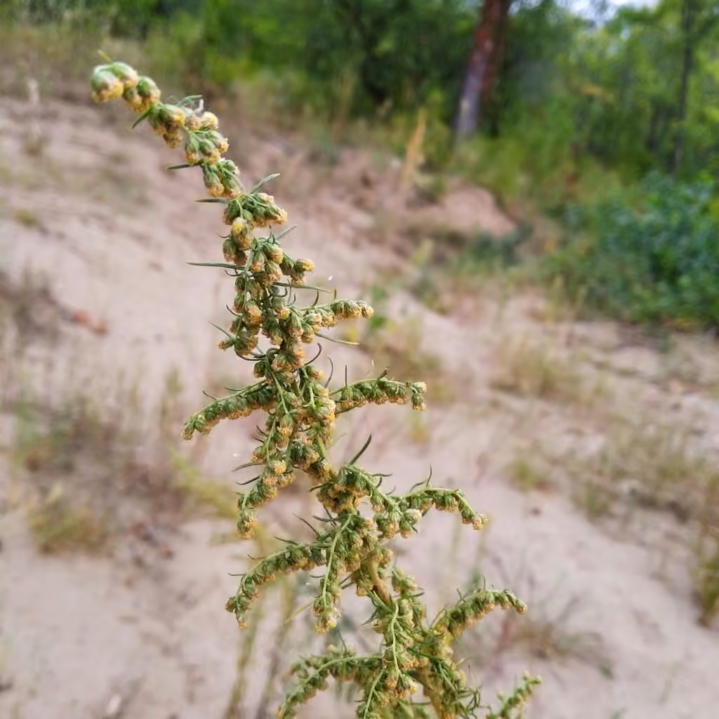 Southernwood, In fruit