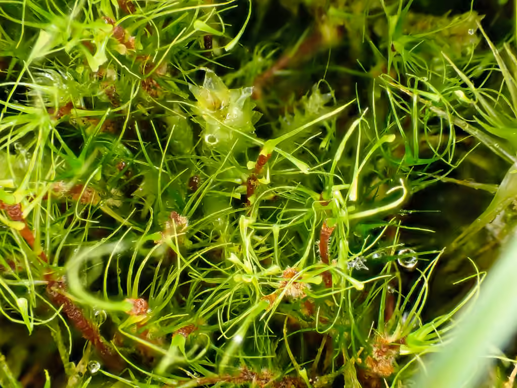 Dicranodonte effeuillé, photo 3 sur 5