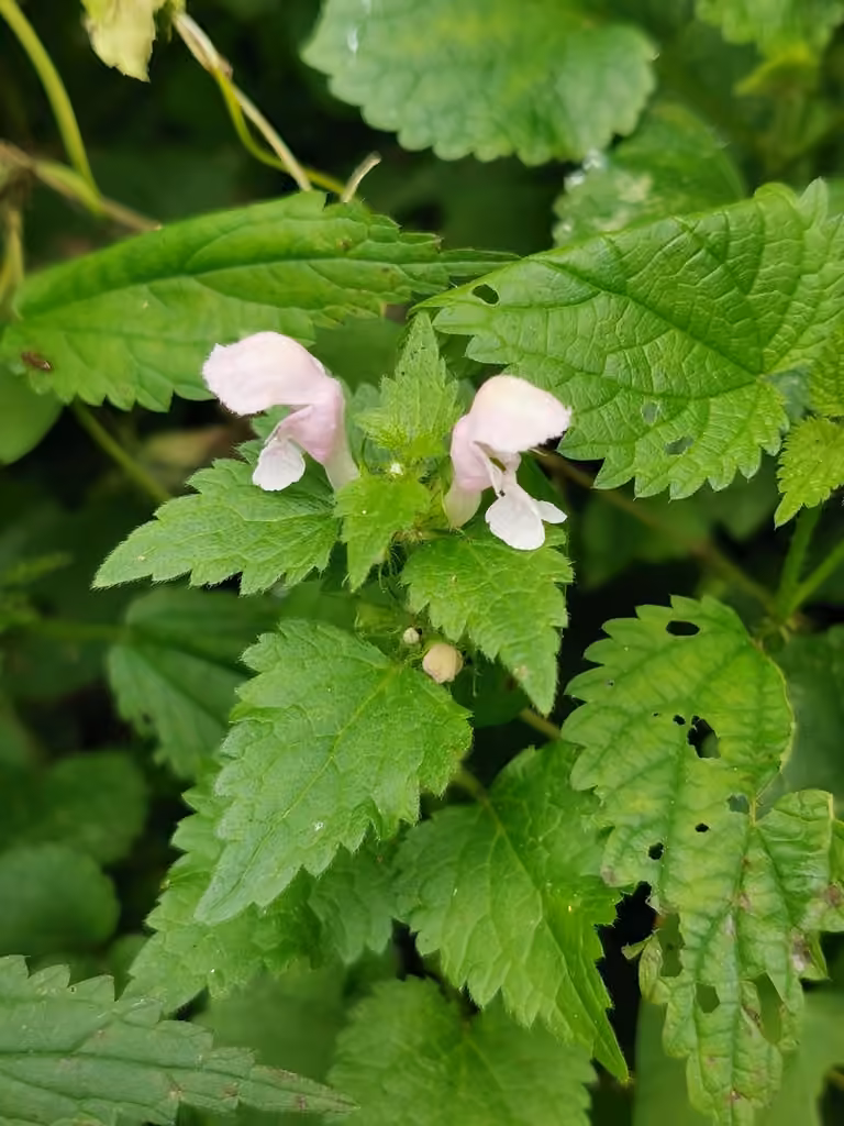 Lamier maculé, En fleurs