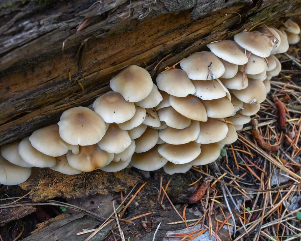 Collybie en troupes, photo 2 sur 5