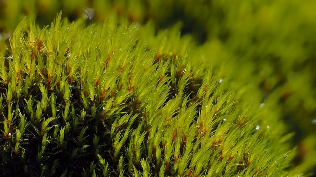 Acute blindia moss, photo 3 of 5