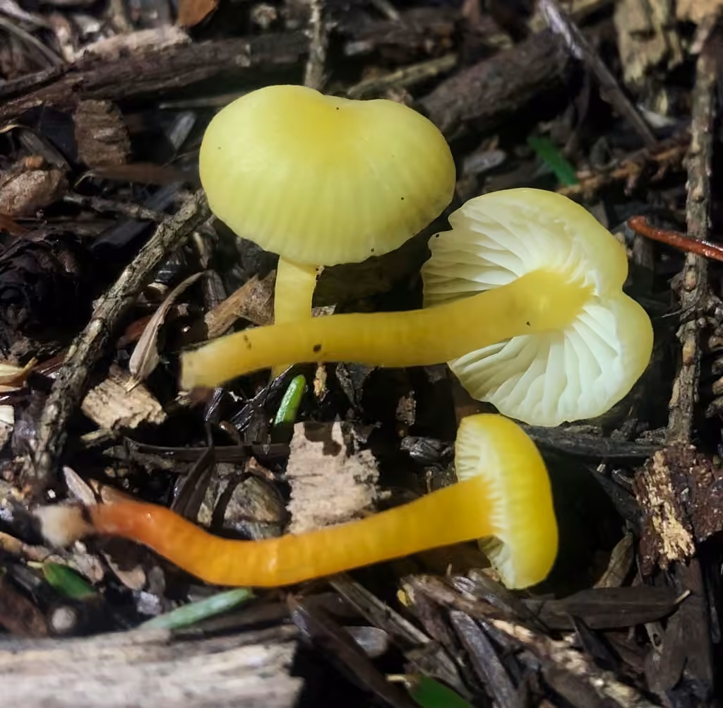 Hygrocybe grêle, photo 1 sur 5