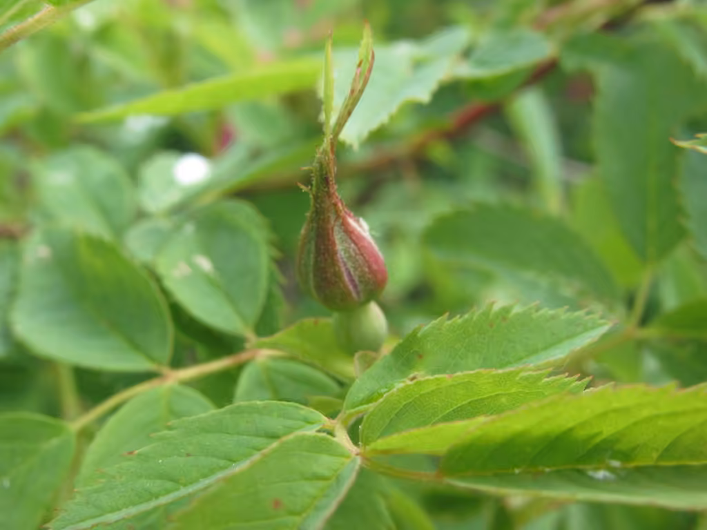 Rosier cannelle, En fleurs